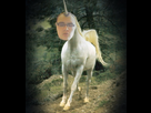 Fichier:1473456275-licorne.png