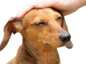 chien caresse sticker.png