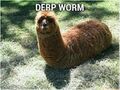 Llama worm derp.jpg