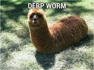 Llama worm derp.jpg