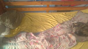 chambre pingpong 2014 5.jpeg