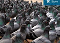 1465406285-pigeons-taxe-entrepreneurs.jpg