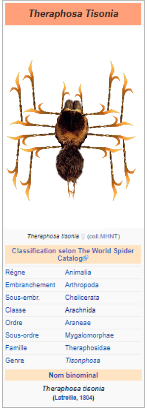 araignée tison wiki.png