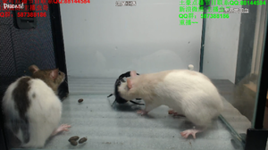 Ratambo fragilus merde.png