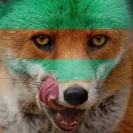 Ancien avatar du forumeur Lamnich, photo d'un renard parcourue de bandes vertes