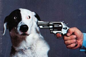 Shoot the dog.jpg