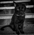 Le chat noir de compagnie.